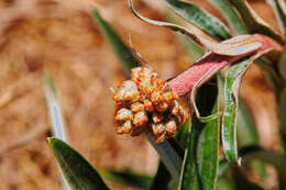 Image of Helichrysum krebsianum Less.