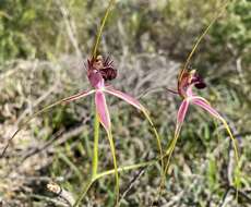 Caladenia lorea Hopper & A. P. Br.的圖片