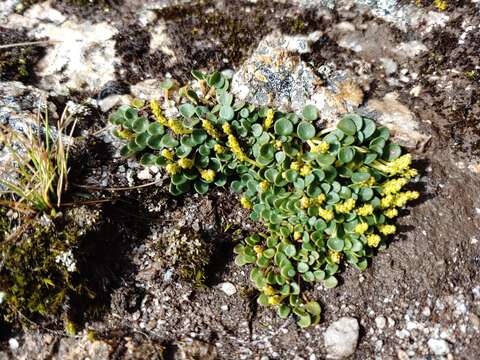 صورة Peperomia parvifolia C. DC.