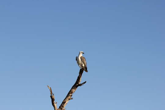 Image of White-bellied Sea Eagle