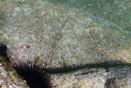 Image of Lyre-tail dart goby