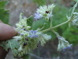 Plancia ëd Condea decipiens (M. E. Jones) Harley & J. F. B. Pastore