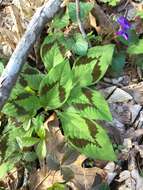 Image of Persicaria filiformis (Thunb.) Nakai