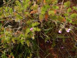 Image of Pelargonium hirtum (Burm. fil.) Jacq.