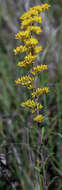 Image de Solidago nemoralis Ait.