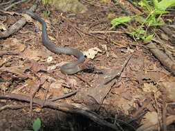 Image of Rustyhead Snake