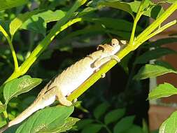 Image of Dhlinza Dwarf Chameleon