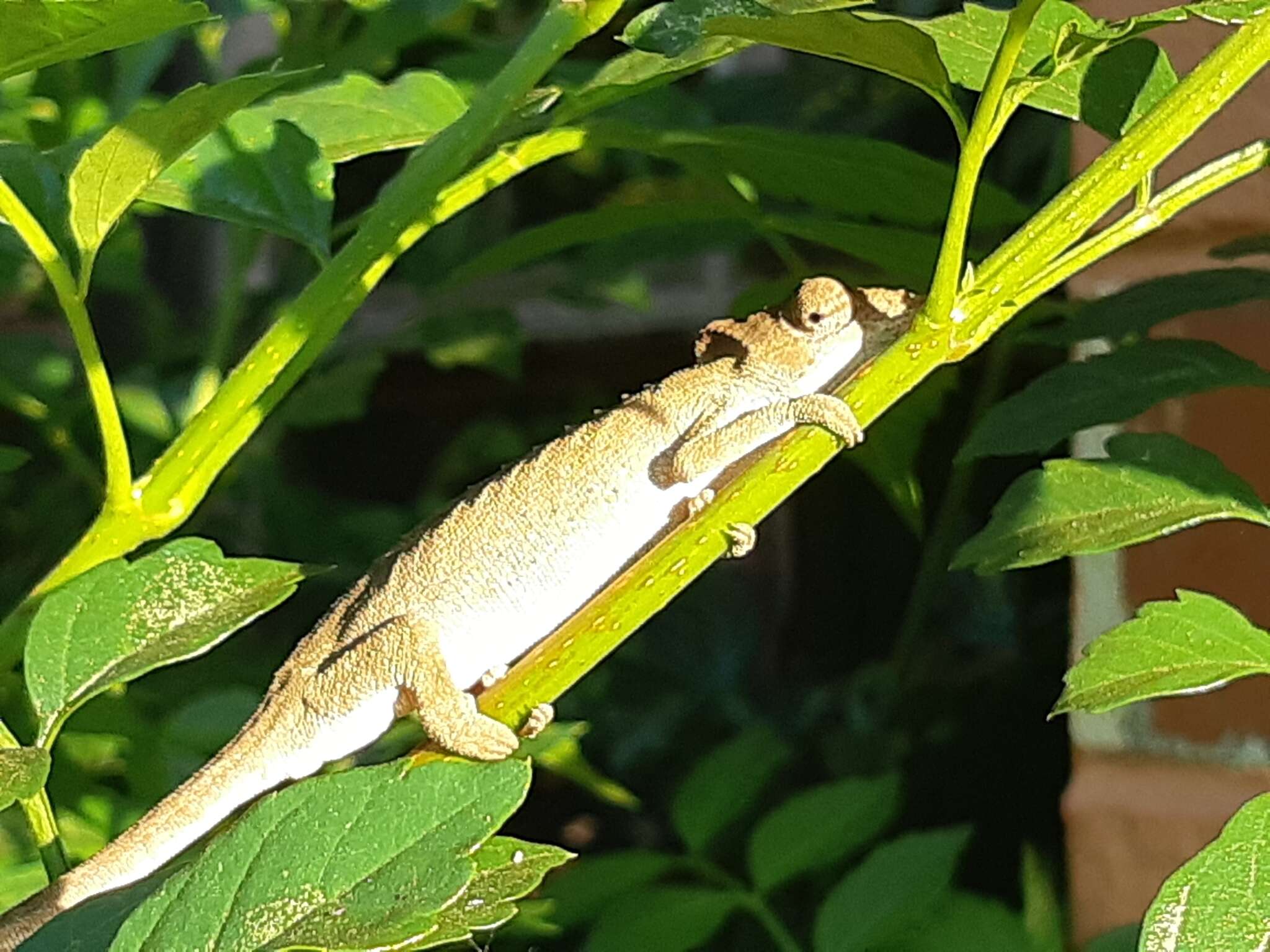 Image of Dhlinza Dwarf Chameleon