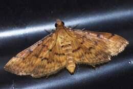 Image de Herpetogramma submarginalis (Swinhoe 1901)