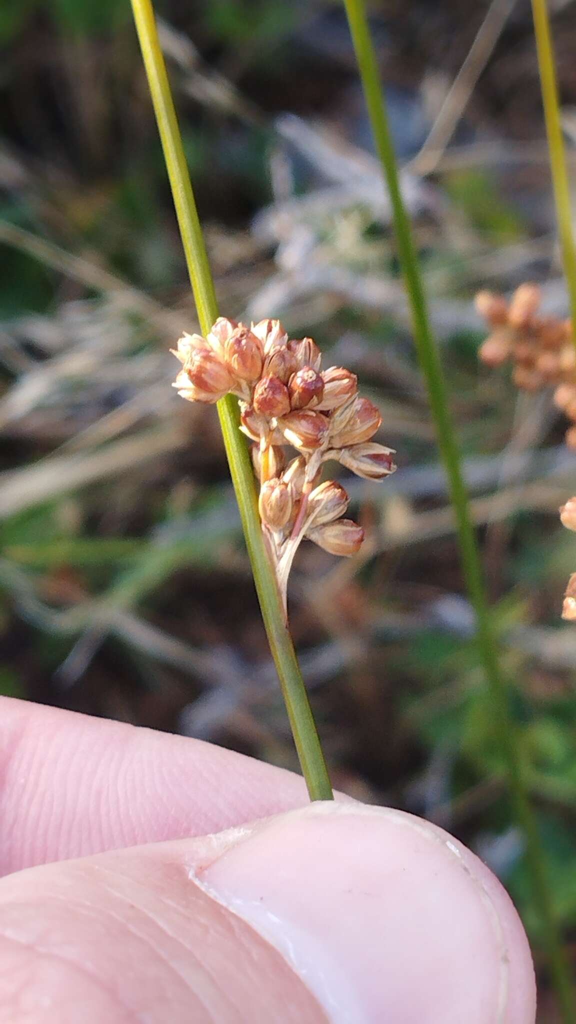 Слика од Juncus distegus Edgar