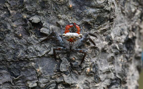 Image of Aratus pacificus Thiercelin & Schubart 2014