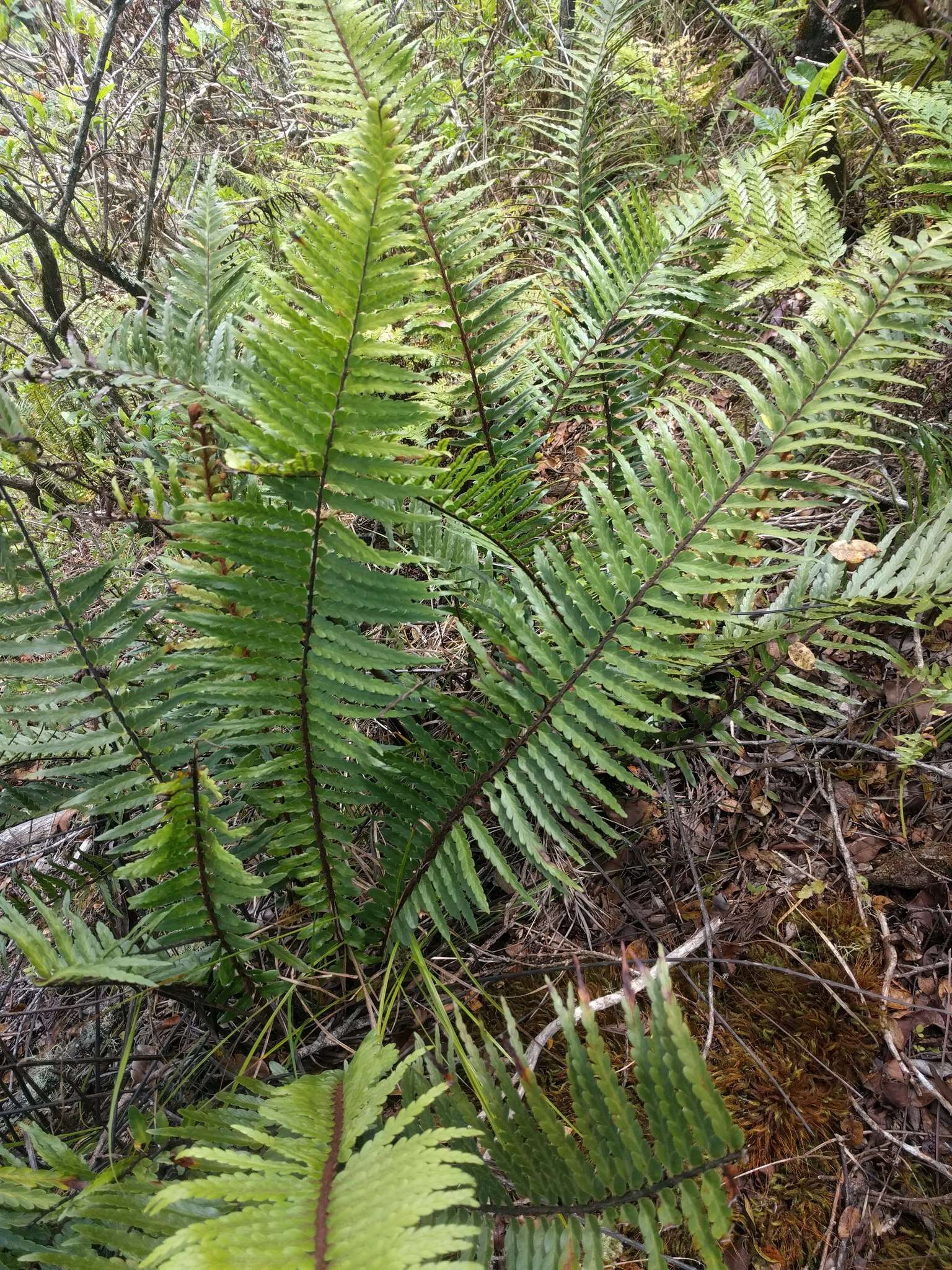 Image of Lacy Spleenwort