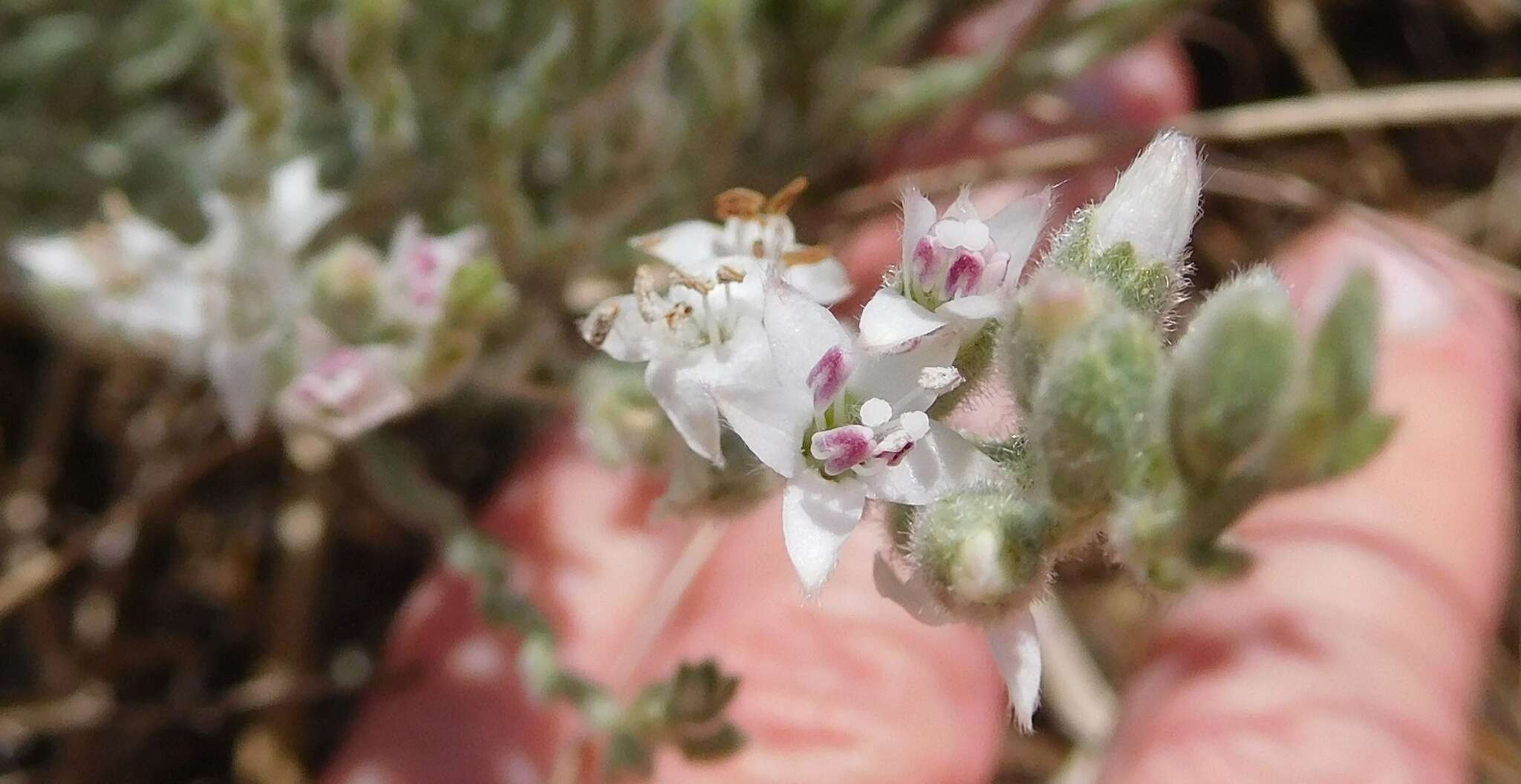 Image of spreading alkaliweed