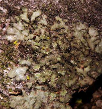 Image of Shadow-crust lichens