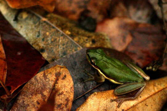 Image of Green Reed Frog