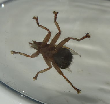 Image of <i>Crataerina pallida</i> (Latreille 1811)