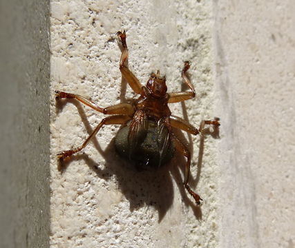 Image of <i>Crataerina pallida</i> (Latreille 1811)