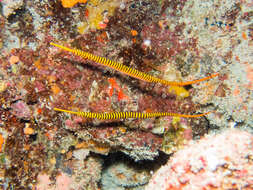 Image of Yellow banded pipefish