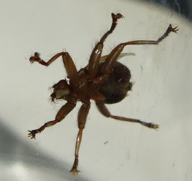 Image of <i>Crataerina pallida</i> (Latreille 1811)