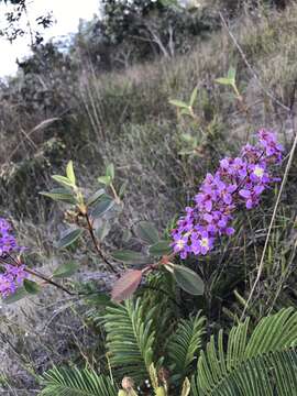 Image of Macairea