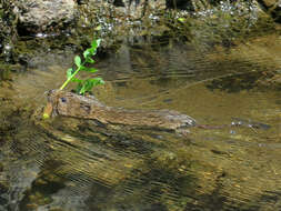 Image of Southern Water Vole