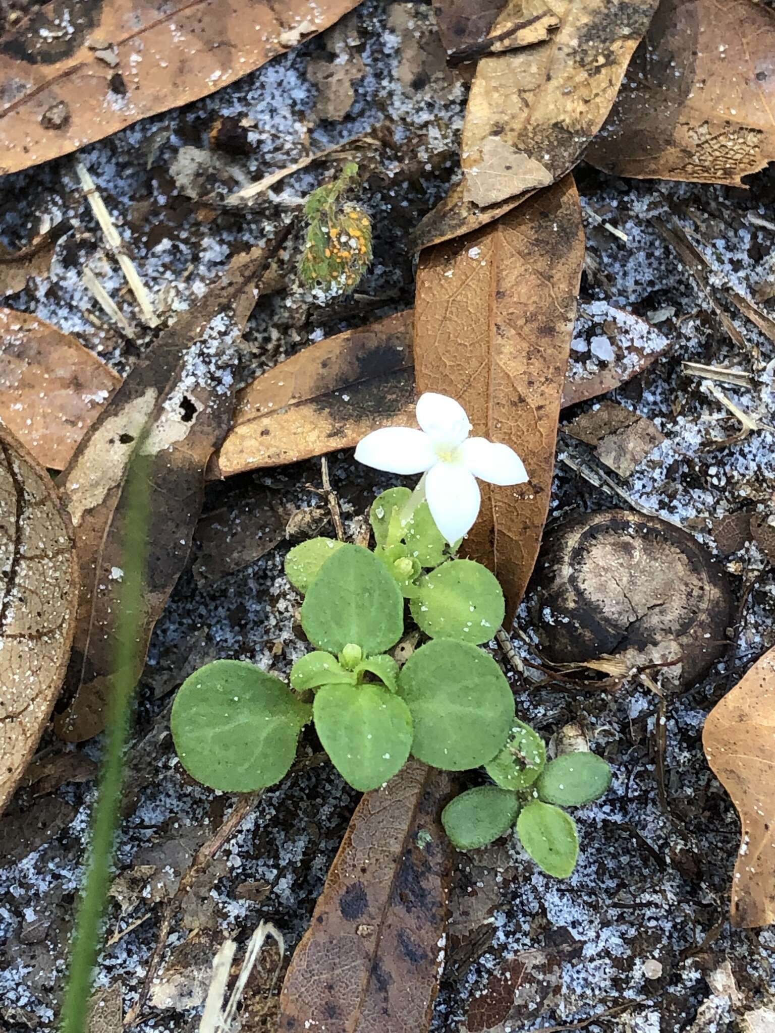 Image of roundleaf bluet