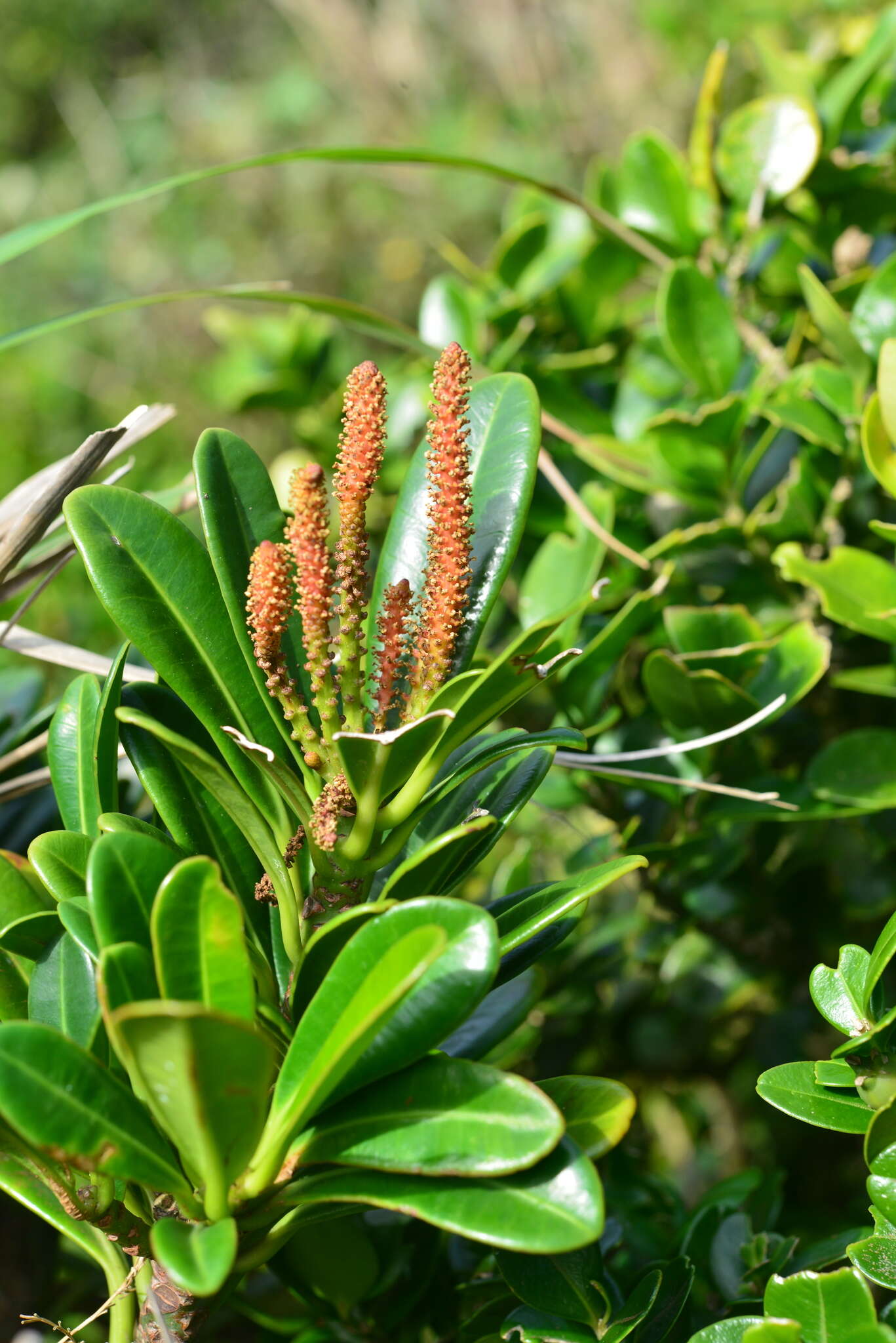 Image of Excoecaria kawakamii Hayata