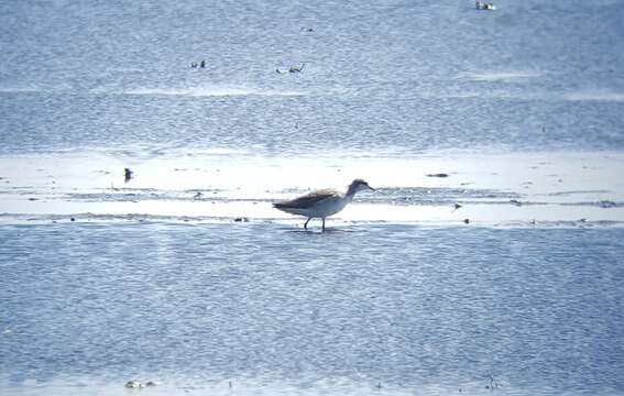 Image of Wilson's Phalarope