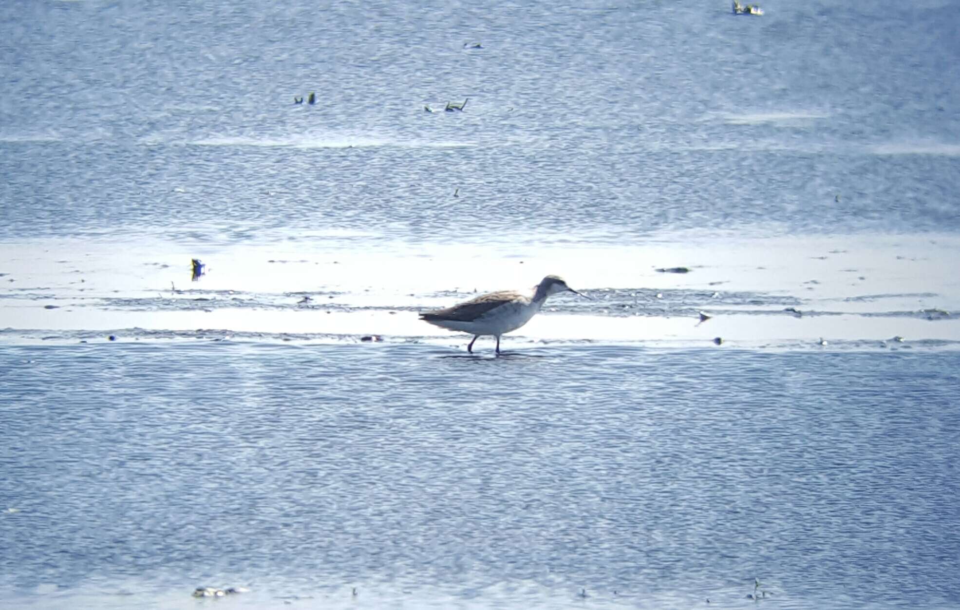 Image of Wilson's Phalarope