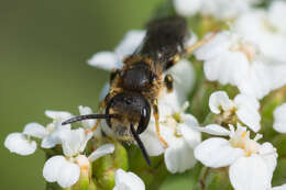 Halictus maculatus Smith 1848的圖片