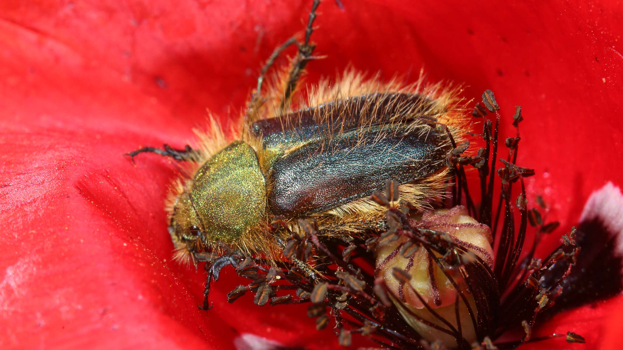 صورة Pygopleurus vulpes (Fabricius 1781)