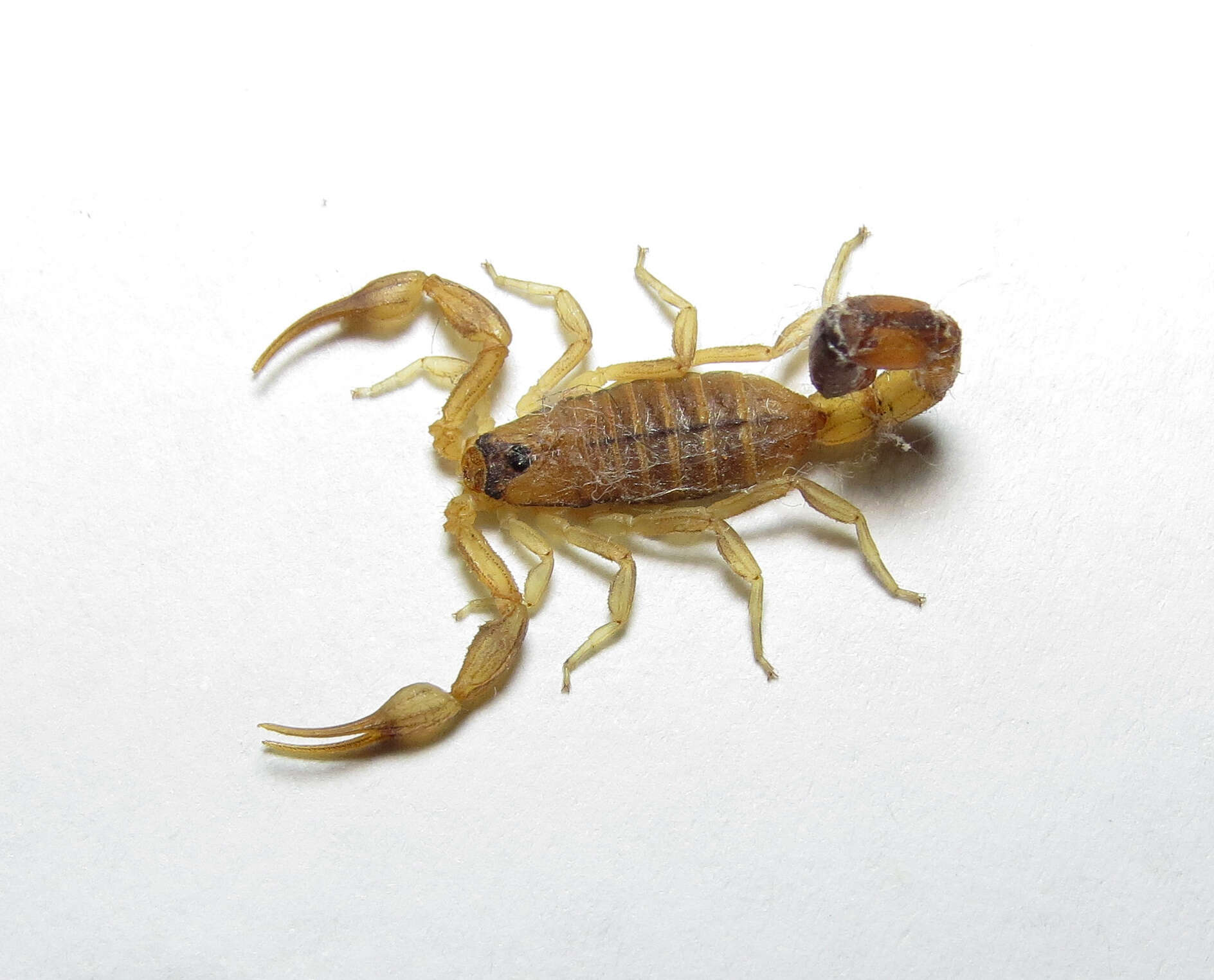 Sivun Physoctonus debilis (C. L. Koch 1840) kuva