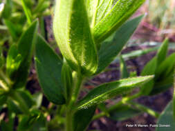 Imagem de Barleria monticola Oberm.