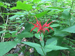 Image of scarlet beebalm