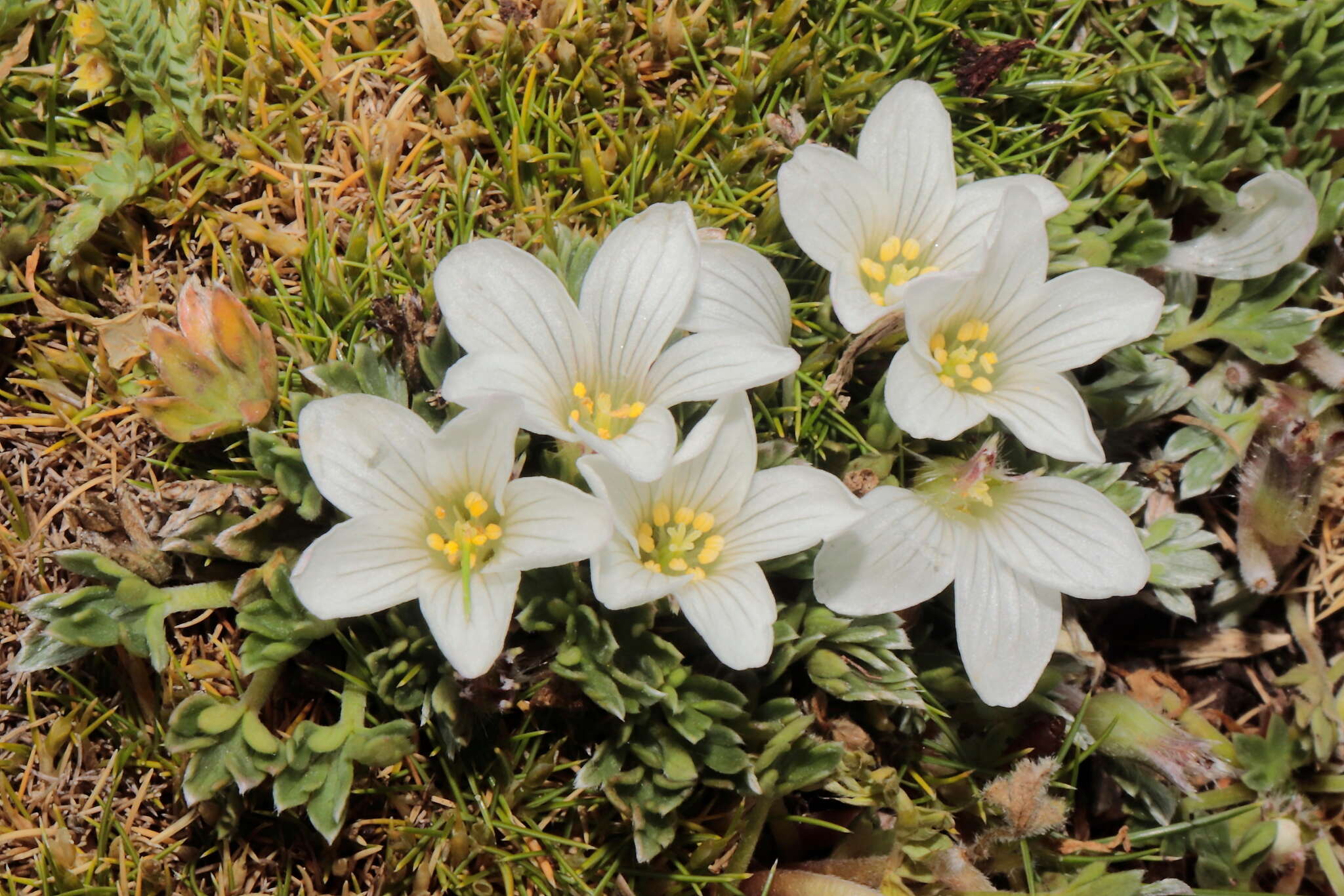 Imagem de Geranium ruizii Hieron.