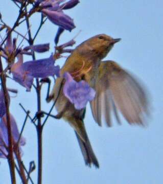 Image of Orange-crowned Warbler