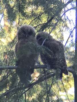 Image of California Spotted Owl