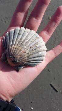 Image of New Zealand scallop