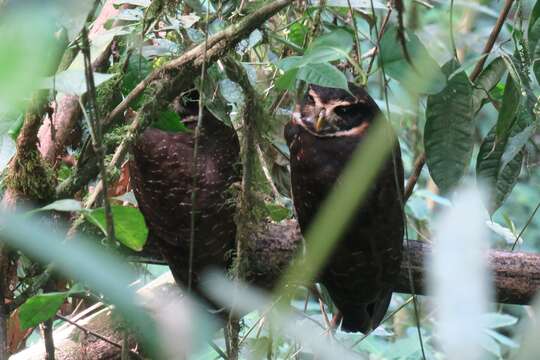 Image of Band-bellied Owl