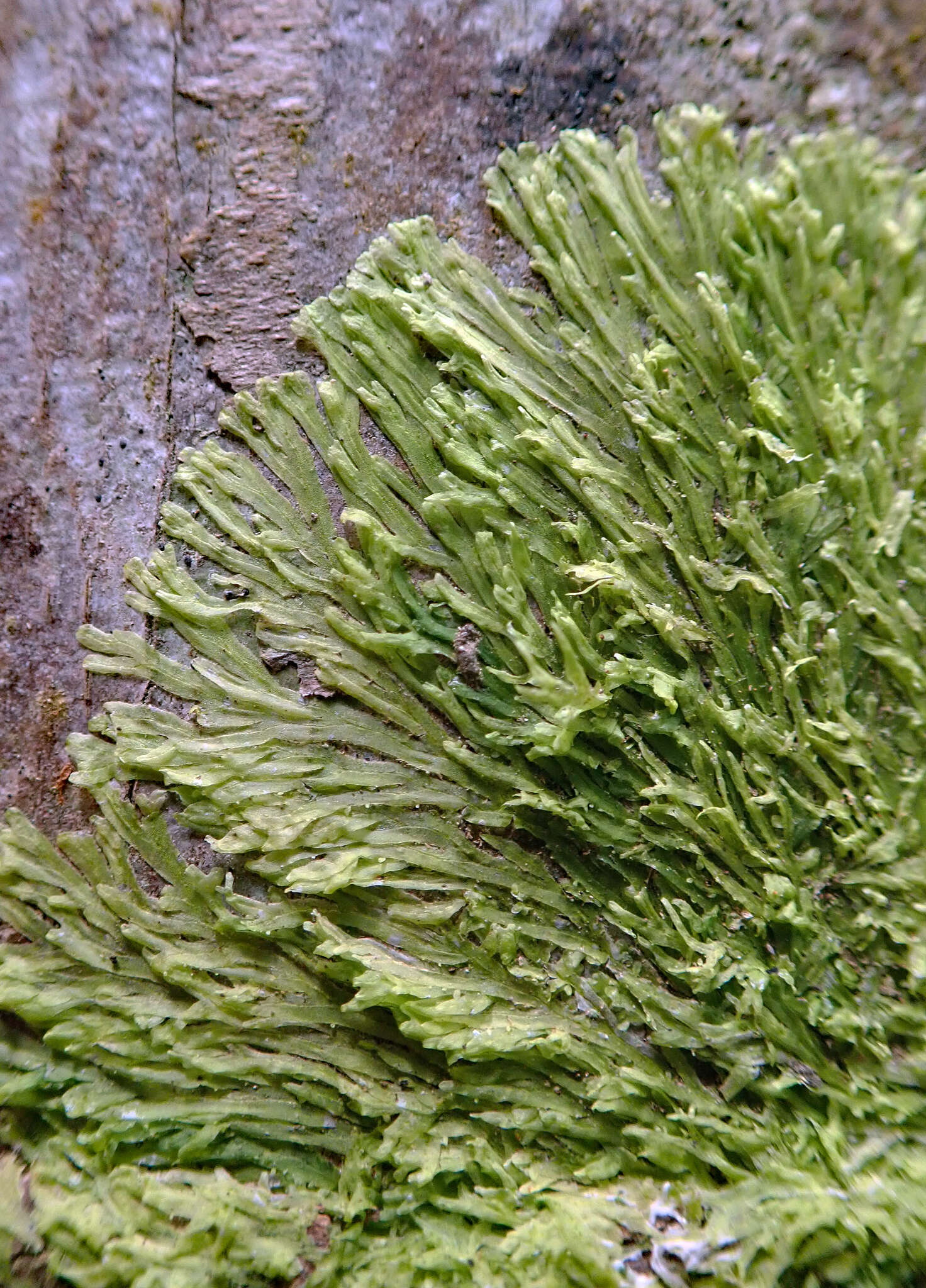Image of Metzgeria furcata (L.) Corda