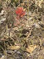 Слика од Castilleja pruinosa Fern.