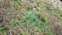 Image of Allium sphaerocephalon subsp. sphaerocephalon