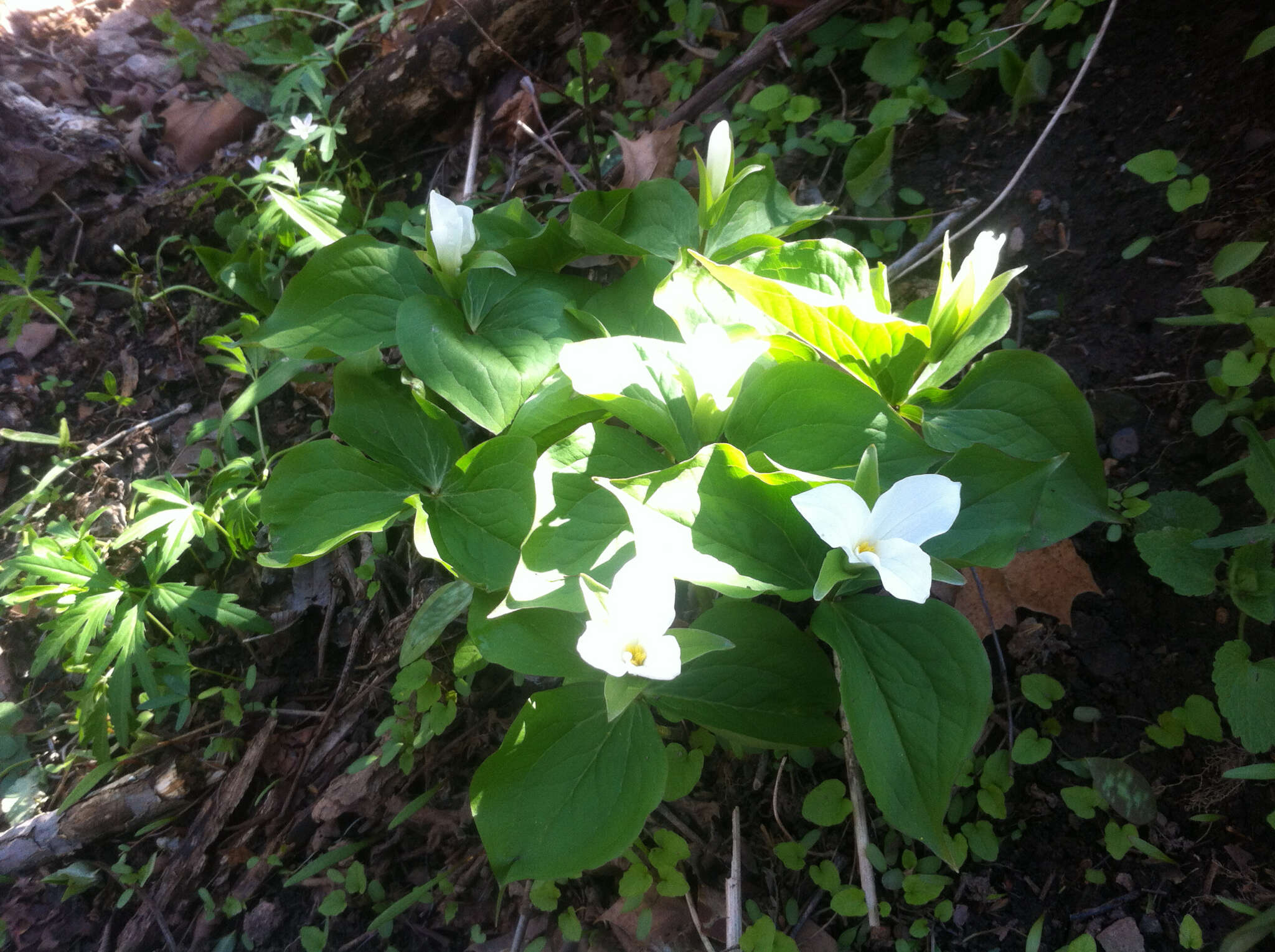 Imagem de Trillium grandiflorum (Michx.) Salisb.