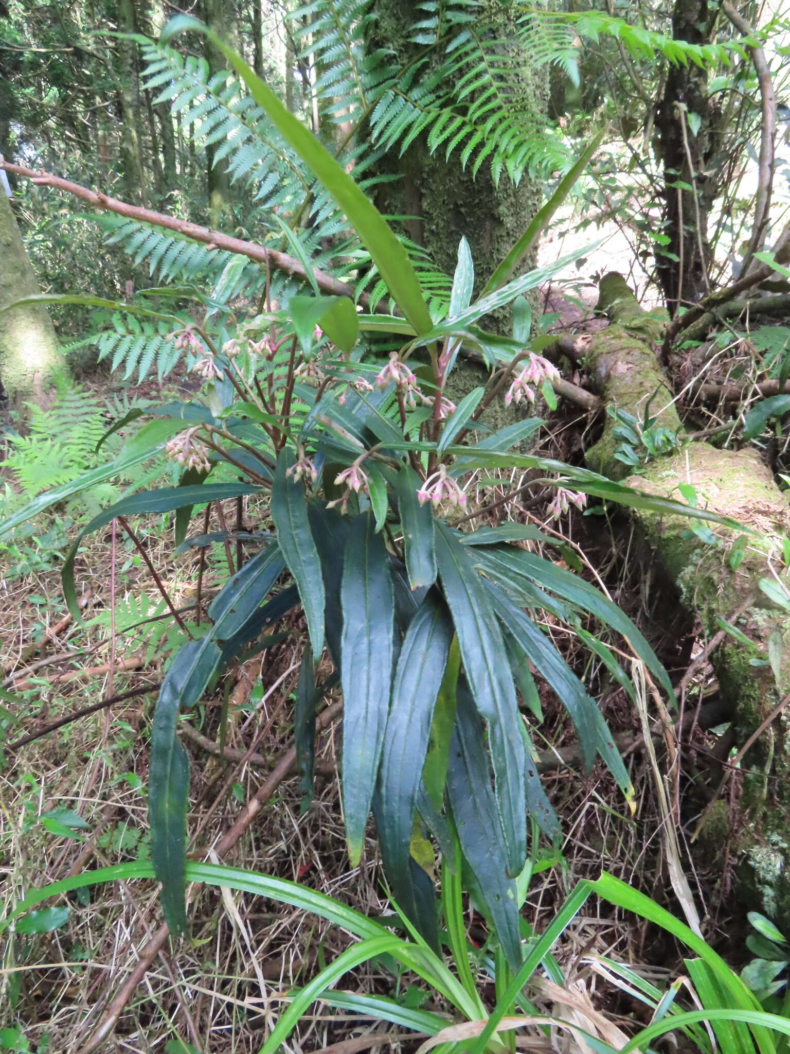 Imagem de Ardisia crispa (Thunb.) A. DC.