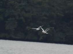 Image of Black-headed Gull