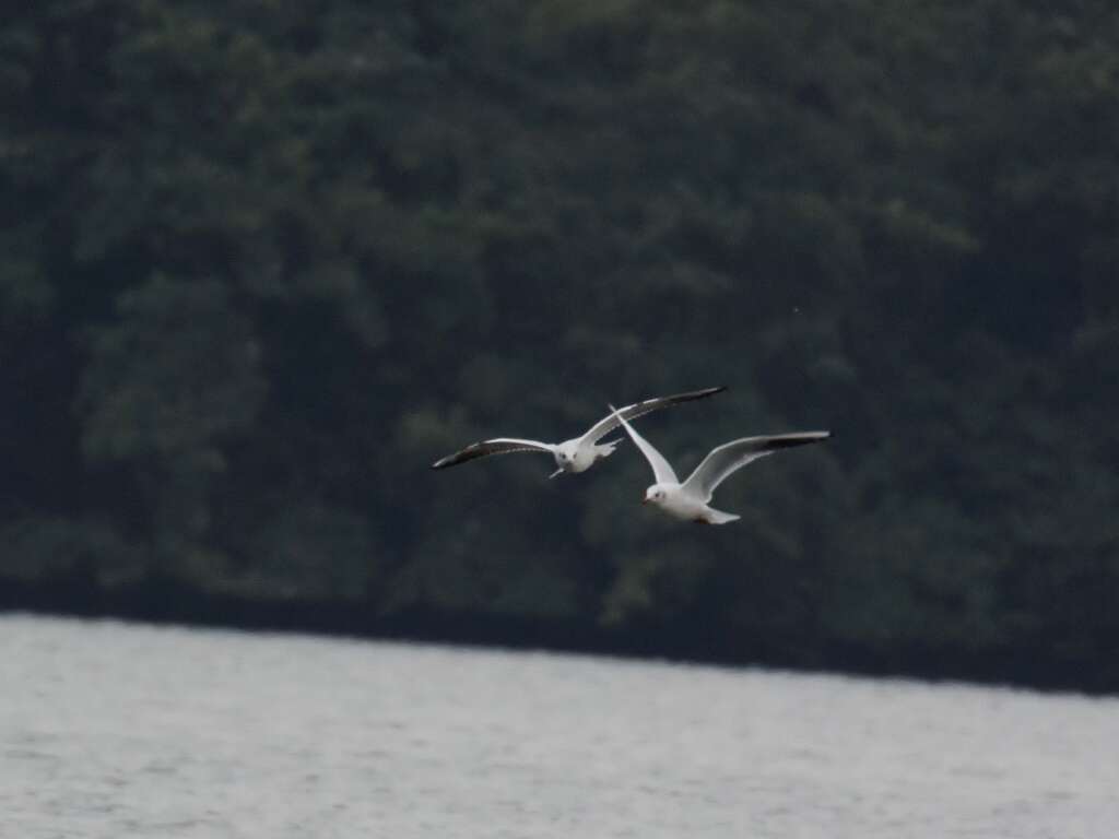 Image of Black-headed Gull