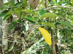 Coptosperma borbonicum (Hend. & Andr. Hend.) De Block resmi