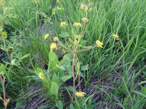 Image de Taenidia integerrima (L.) Drude