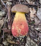 Image of Boletus billieae Both, Bessette & W. J. Neill 2001