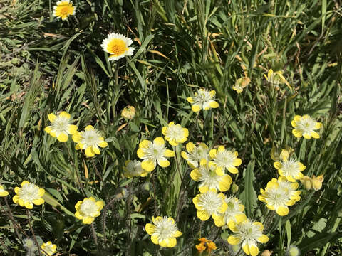 Image of Platystemon californicus Benth.